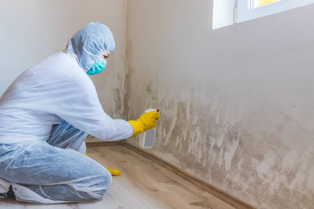 Licensed Mold Inspection service in Mount Holly, NJ - WQB Mold Removal