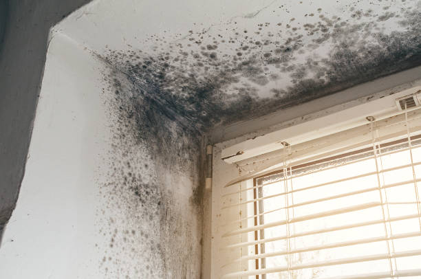 Affordable Mold Inspection solutions in Mount Holly, NJ